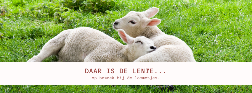 op-bezoek-bij-de-lammetjes